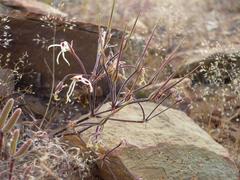 Pelargonium undulatum
