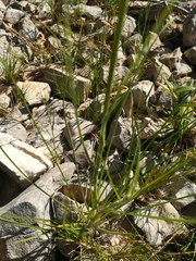 Tragopogon crocifolius