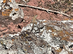 Urosaurus clarionensis