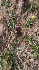 Fritillaria montana