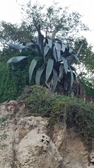 Agave cordillerensis