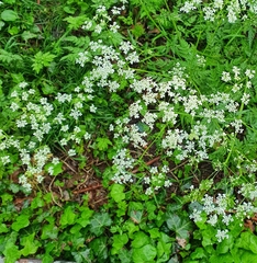 Anthriscus sylvestris