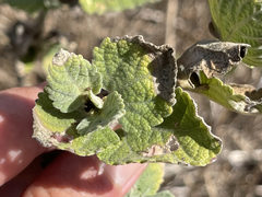 Brickellia peninsularis