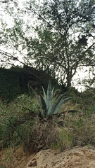 Agave cordillerensis