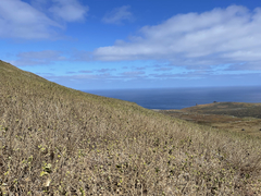 Brickellia peninsularis