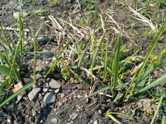 Anthoxanthum glabrum