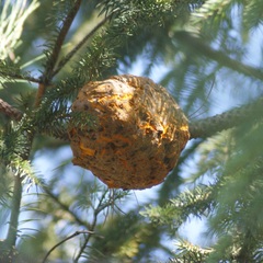 Cronartium conigenum