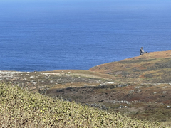 Brickellia peninsularis