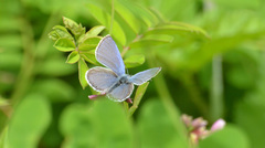 Glaucopsyche lygdamus