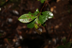 Lenwebbia prominens