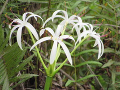 Crinum americanum