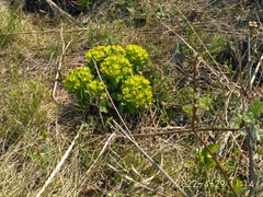 Euphorbia hylonoma