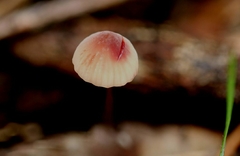 Mycena kuurkacea