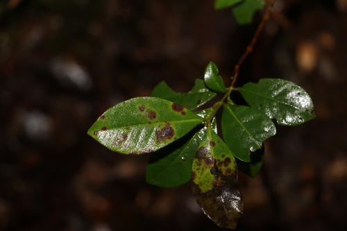 Image of Lenwebbia prominens by (c) Greg Tasney, some rights reserved (CC BY-SA)