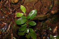 Lenwebbia prominens