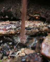 Mycena kuurkacea