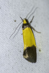 Heteroteucha dichroella