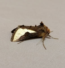 Thysanoplusia orichalcea