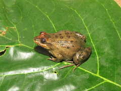 Leptodactylus pustulatus