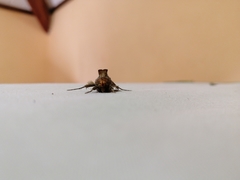 Thysanoplusia orichalcea