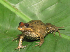Leptodactylus pustulatus