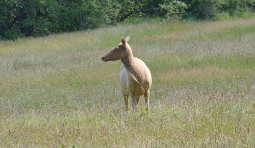 Roosevelt Elk photographed in Oregon