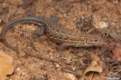 Meroles squamulosus