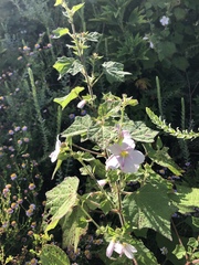 Pavonia columella