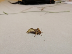 Thysanoplusia orichalcea