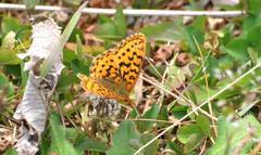 Boloria epithore