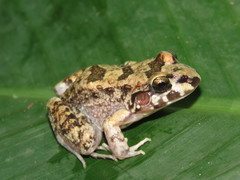 Leptodactylus troglodytes