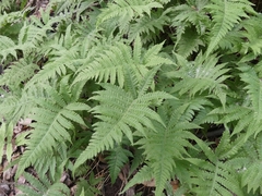 Phegopteris connectilis
