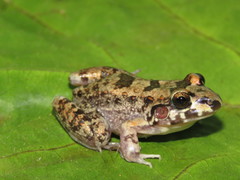 Leptodactylus troglodytes