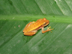 Dendropsophus nanus
