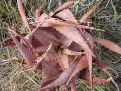 Aloe microstigma microstigma