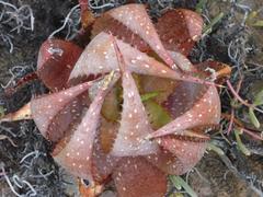 Aloe microstigma microstigma