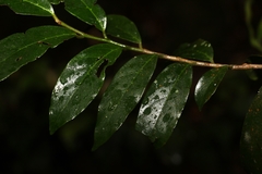 Alangium polyosmoides