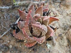 Tulista pumila