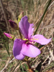 Chaetogastra gracilis