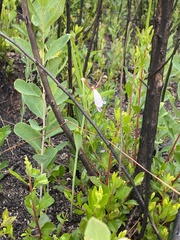 Cleistesiopsis