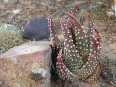Tulista pumila
