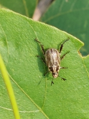 Anomala takasagoensis