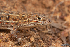 Meroles squamulosus