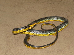 Chironius carinatus