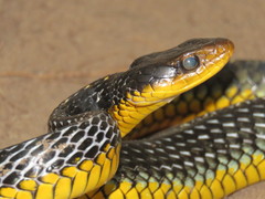 Chironius carinatus