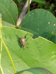 Anomala takasagoensis