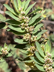 Euphorbia anthonyi