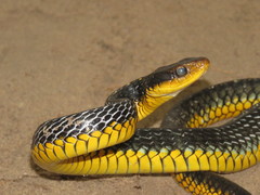 Chironius carinatus
