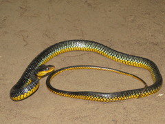 Chironius carinatus
