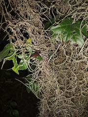 Ignelater havaniensis